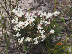 Gnidia pinifolia