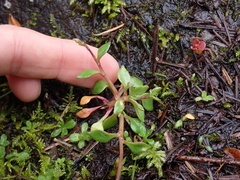 Montia parvifolia