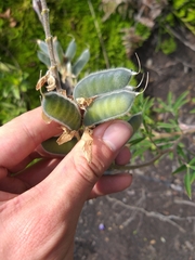 Lupinus bogotensis