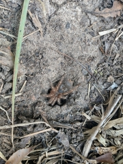 Grammostola pulchripes