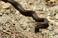 Urotheca lateristriga