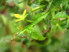 Ludwigia octovalvis octovalvis