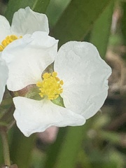 Sagittaria platyphylla