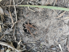 Grammostola pulchripes