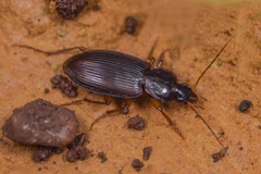 Synuchus