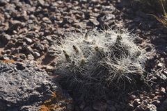 Tephrocactus