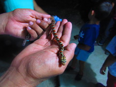 Pseudelaphe flavirufa