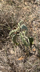 Solanum elaeagnifolium
