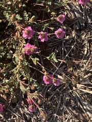 Hermannia coccocarpa