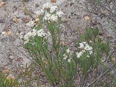 Gnidia pinifolia