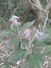 Solanum granulosoleprosum