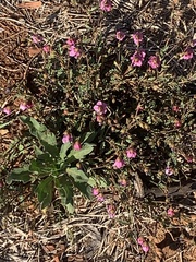 Hermannia coccocarpa