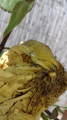 Misumenops