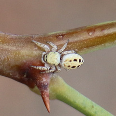 Metaphidippus chera