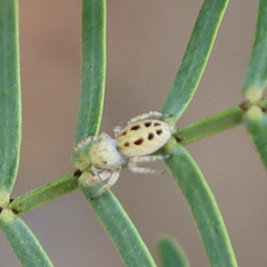Metaphidippus chera