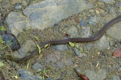 Tantilla melanocephala