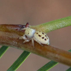 Metaphidippus chera