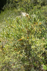 Osyris lanceolata