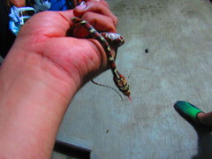 Pseudelaphe flavirufa