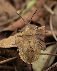 Spartocera
