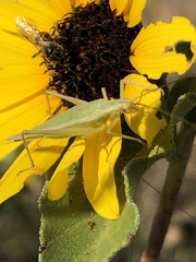 Oecanthus argentinus
