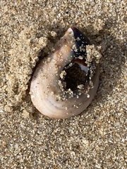 Crepidula onyx