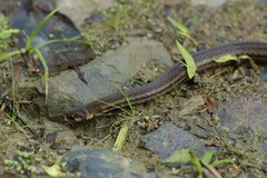 Tantilla melanocephala