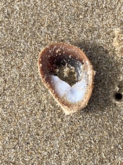 Crepidula onyx