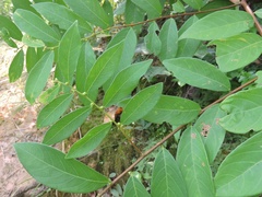 Bridelia verrucosa