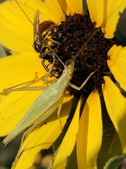 Oecanthus argentinus