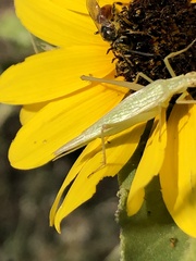 Oecanthus argentinus