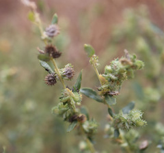 Atriplex elegans