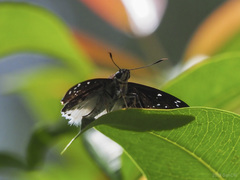 Darpa striata