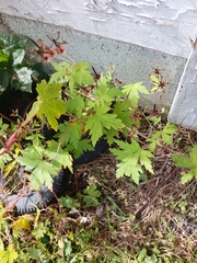 Geranium sibiricum