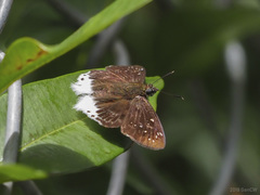 Darpa striata