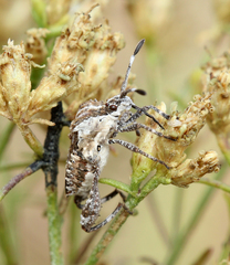 Merocoris