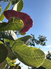 Pistacia terebinthus
