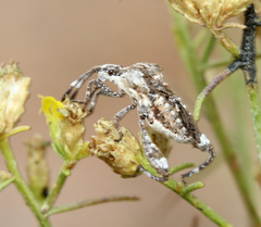 Merocoris