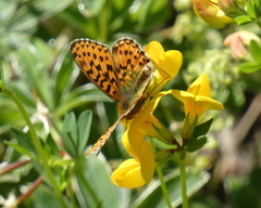 Boloria euphrosyne