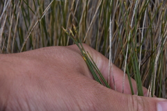 Trichophorum cespitosum