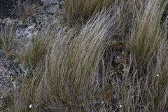 Trichophorum cespitosum