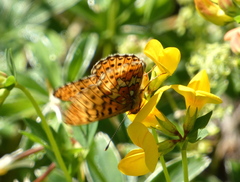 Boloria euphrosyne