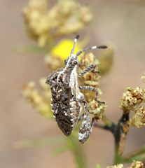 Merocoris
