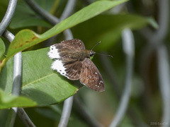 Darpa striata