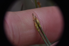 Trichophorum cespitosum