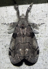 Dasychira vagans