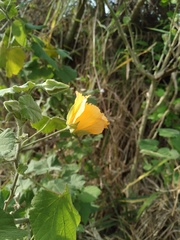 Abutilon grandifolium