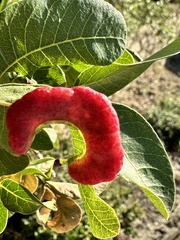 Pistacia terebinthus