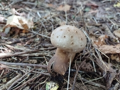 Myriostoma coliforme