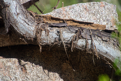 Urosaurus nigricauda